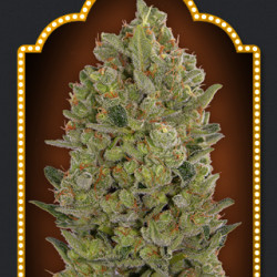 00 Cheese Feminised Seeds 