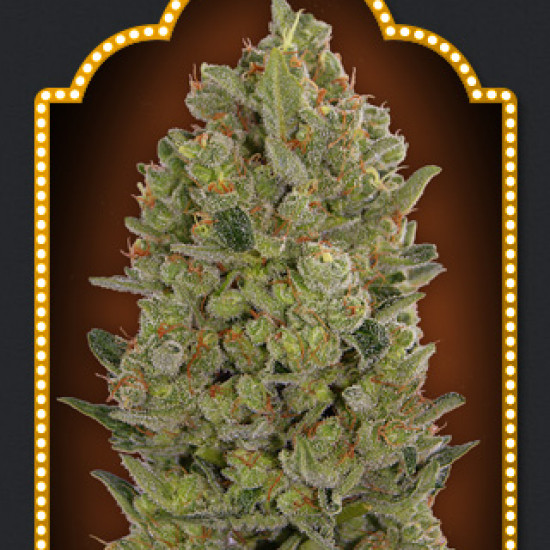 00 Cheese Feminised Seeds 