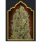 00 Cheese Feminised Seeds 