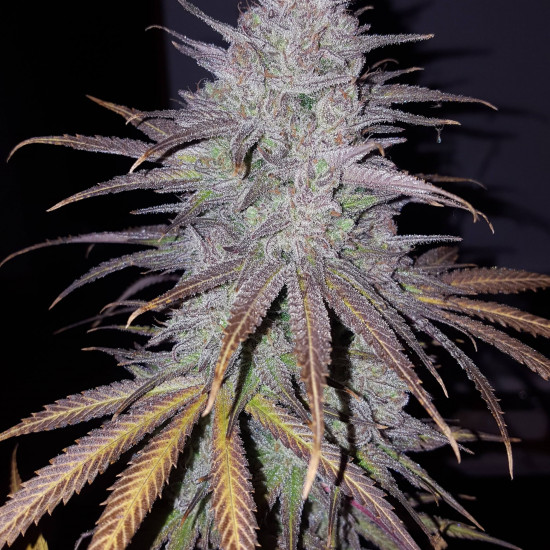 Cream & Cheese CBD 1:1 Feminised by seedsman 