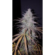 Cream & Cheese CBD 1:1 Feminised by seedsman 
