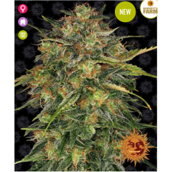 Cheese Feminised Seeds Barneys Farm
