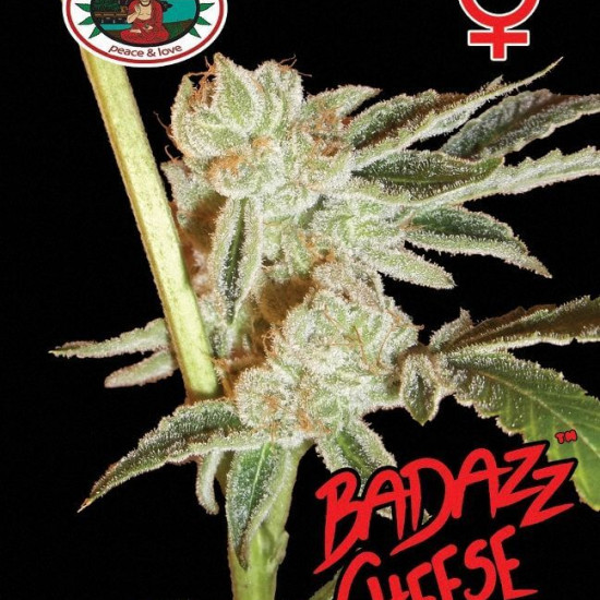 Badazz Cheese Feminised Seeds Big Buddha Seeds