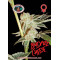 Badazz Cheese Feminised Seeds Big Buddha Seeds