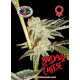 Badazz Cheese Feminised Seeds Big Buddha Seeds