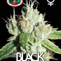 Black Cheese Feminised Seeds Big Buddha Seeds