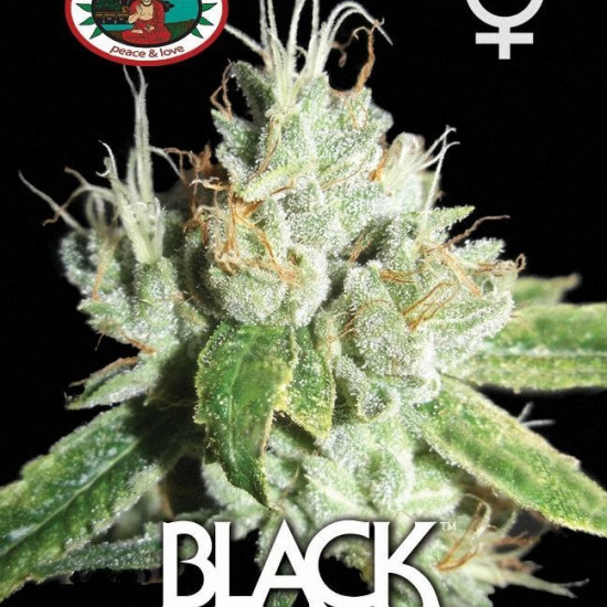 Black Cheese Feminised Seeds Big Buddha Seeds