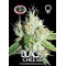 Black Cheese Feminised Seeds Big Buddha Seeds
