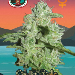 California Orange Cheese Feminised Seeds Big Buddha Seeds