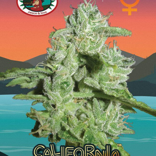California Orange Cheese Feminised Seeds Big Buddha Seeds
