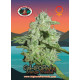 California Orange Cheese Feminised Seeds Big Buddha Seeds