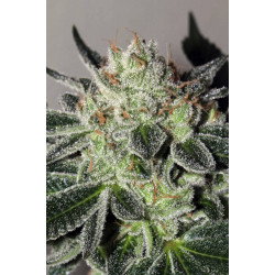 Cheese Cookies Feminised Seeds Big Buddha Seeds