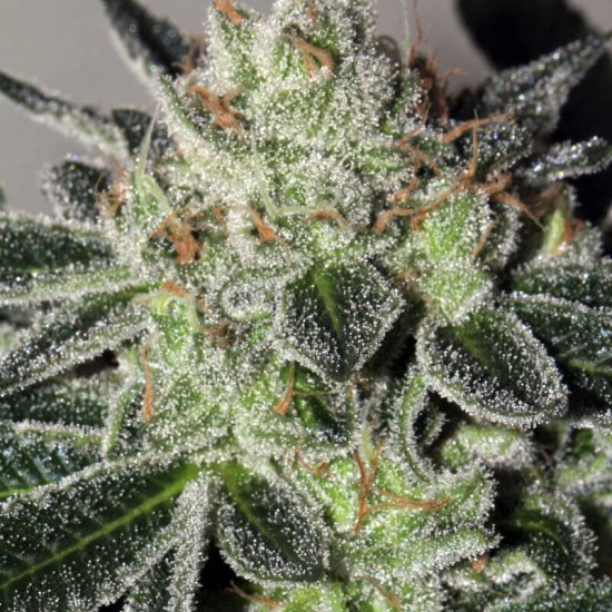 Cheese Cookies Feminised Seeds Big Buddha Seeds