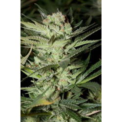 Mozarella Feminised Seeds G13 Labs