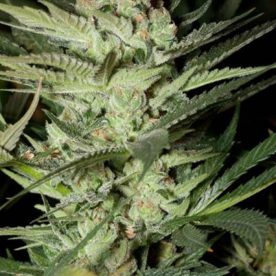 Mozarella Feminised Seeds G13 Labs