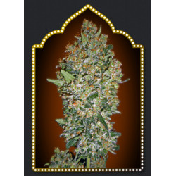 CheeseBerry Feminised Seeds 00s