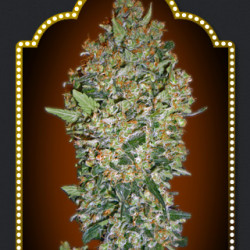 CheeseBerry Feminised Seeds 00s