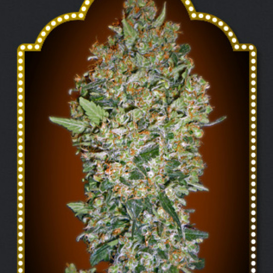 CheeseBerry Feminised Seeds 00s