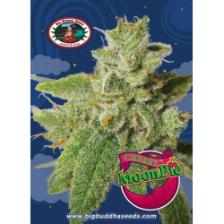 Cherry Moon Pie Feminised Seeds Big Buddha Seeds