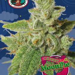 Cherry Moon Pie Feminised Seeds Big Buddha Seeds