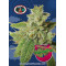 Cherry Moon Pie Feminised Seeds Big Buddha Seeds
