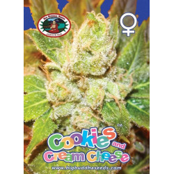 Cookies & Cream Cheese Feminised Seeds Big Buddha Seeds