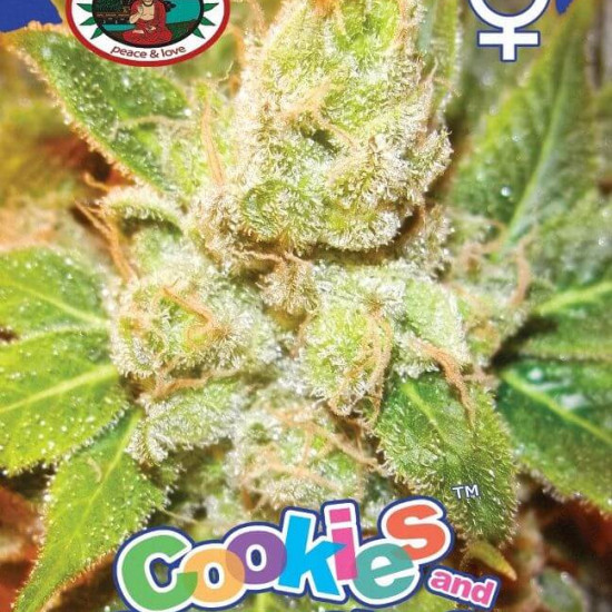 Cookies & Cream Cheese Feminised Seeds Big Buddha Seeds