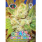 Cookies & Cream Cheese Feminised Seeds Big Buddha Seeds