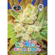 Cookies & Cream Cheese Feminised Seeds Big Buddha Seeds