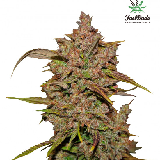 Crystal METH Auto Feminised Seeds Fast Buds