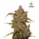 Crystal METH Auto Feminised Seeds Fast Buds