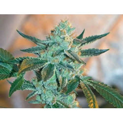 Fire OG BX3 Regular Seeds - 12 BCBD