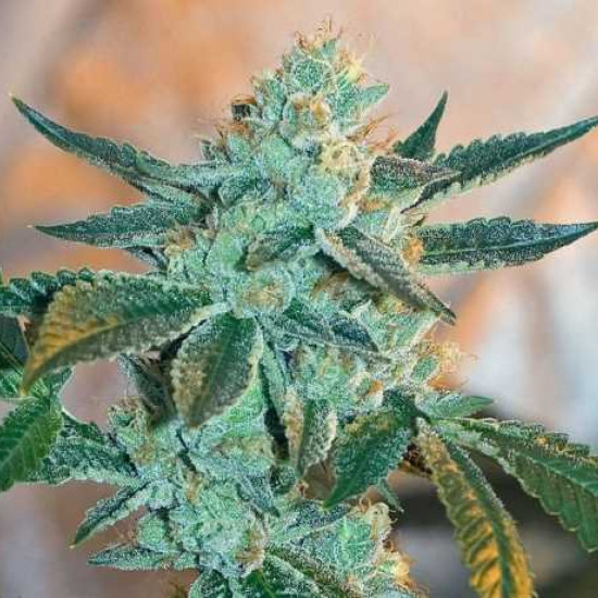 Fire OG BX3 Regular Seeds - 12 BCBD