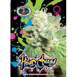 Head Cheese Feminised Seeds Big Buddha Seeds
