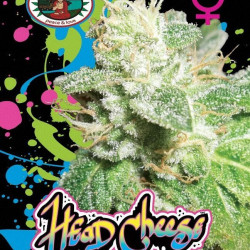 Head Cheese Feminised Seeds Big Buddha Seeds