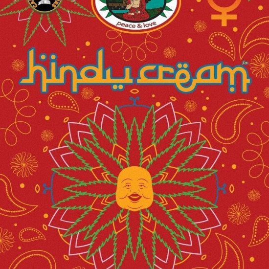 Hindu Cream Feminised Seeds Big Buddha Seeds