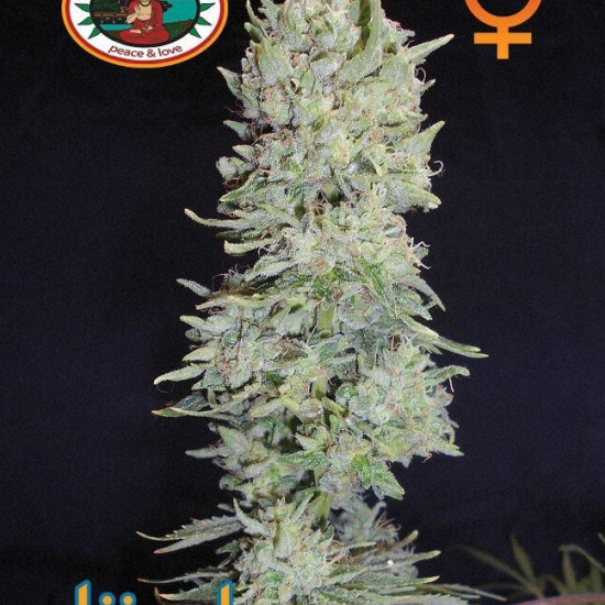 Hindu Cream Feminised Seeds Big Buddha Seeds