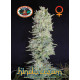 Hindu Cream Feminised Seeds Big Buddha Seeds