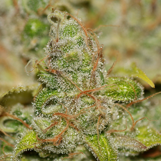 Badazz OG Cheese Feminised Seeds by Seedsman