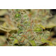 Badazz OG Cheese Feminised Seeds by Seedsman