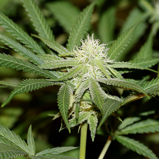 Lemonchello Haze Feminised Seeds Seedsman