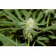 Lemonchello Haze Feminised Seeds Seedsman