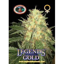 Legends Gold Feminised Seeds Big Buddha Seeds