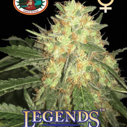 Legends Gold Feminised Seeds Big Buddha Seeds