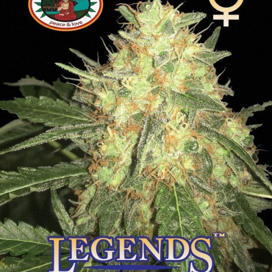 Legends Gold Feminised Seeds Big Buddha Seeds