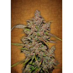 Crystal METH Auto Feminised Seeds Fast Buds