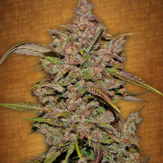 Crystal METH Auto Feminised Seeds Fast Buds