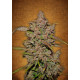Crystal METH Auto Feminised Seeds Fast Buds