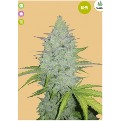 Original Cheese Auto Feminised Seeds from FastBuds Seeds