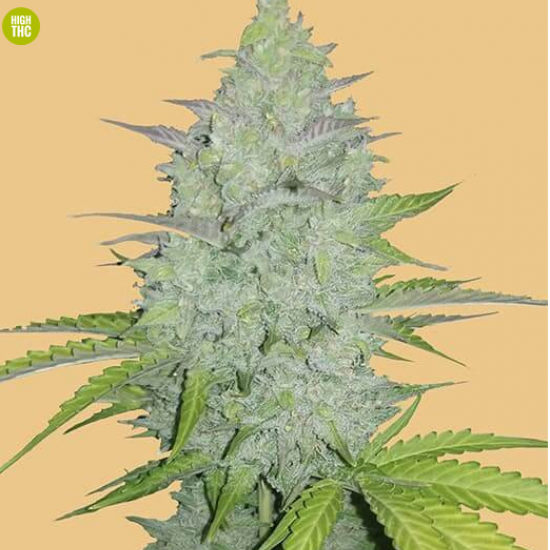 Original Cheese Auto Feminised Seeds from FastBuds Seeds